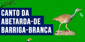 Canto da abetarda-de-barriga-branca