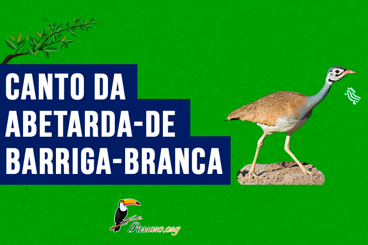 Canto da abetarda-de-barriga-branca