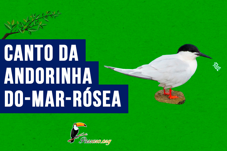 Canto da andorinha-do-mar-rósea