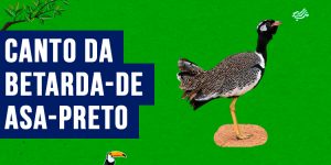 Canto da betarda-de-asa-preto