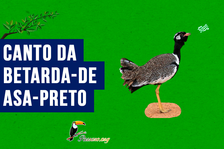 Canto da betarda-de-asa-preto