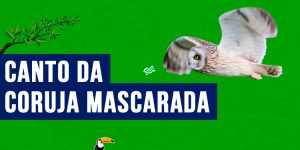 Canto da coruja mascarada