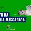 Canto da coruja mascarada