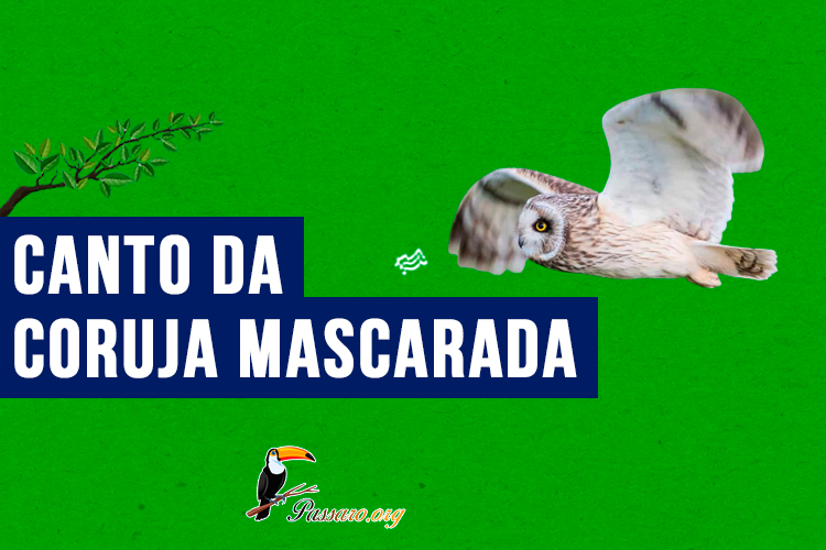 Canto da coruja mascarada