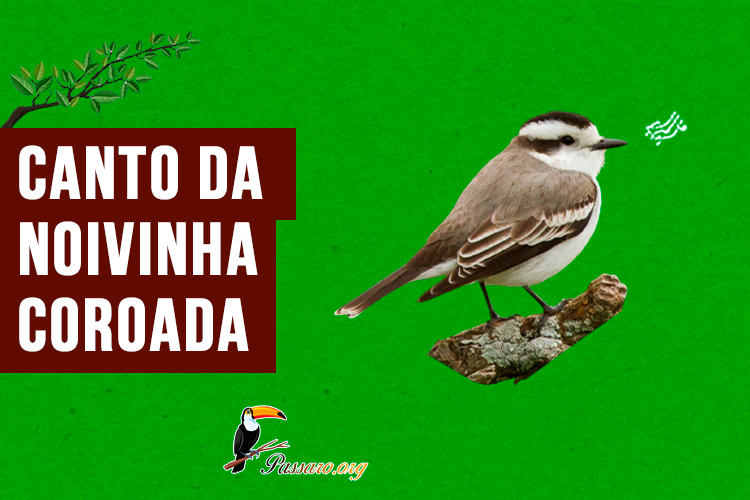 Canto da noivinha-coroada