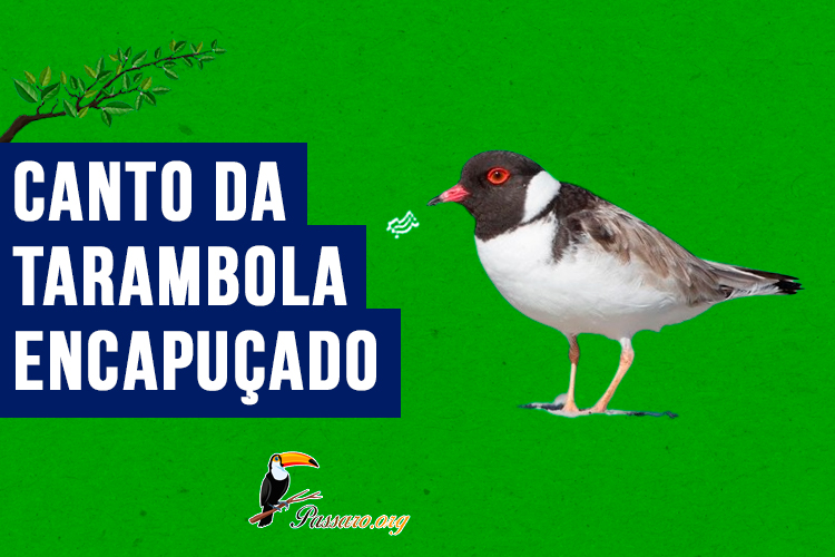 Canto da tarambola encapucado