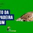 Canto da trepadeira comum