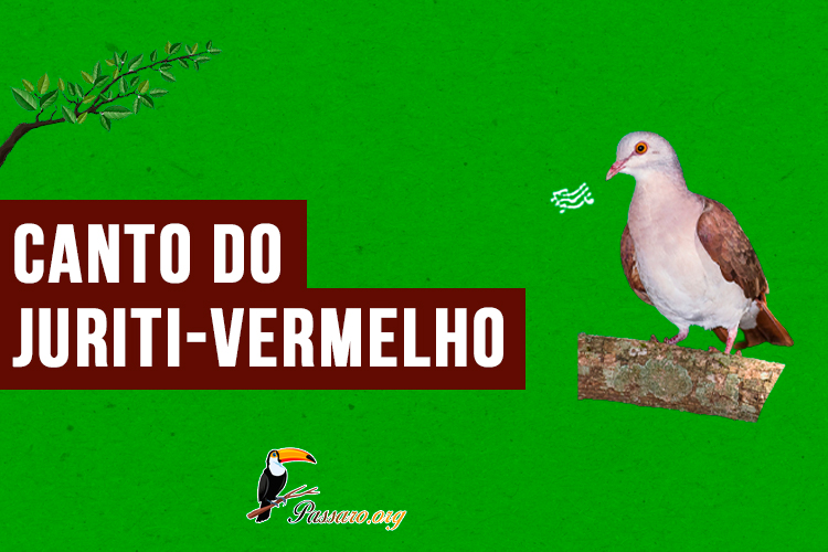 Canto do Juriti-vermelha