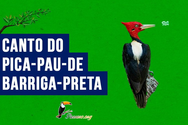 Canto do Pica-pau-de-barriga-preta