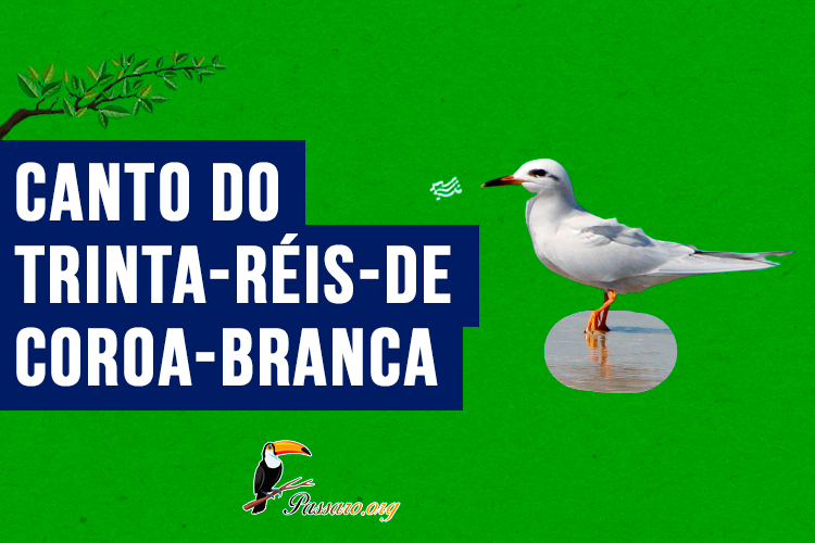 Canto do Trinta-réis-de-coroa-branca