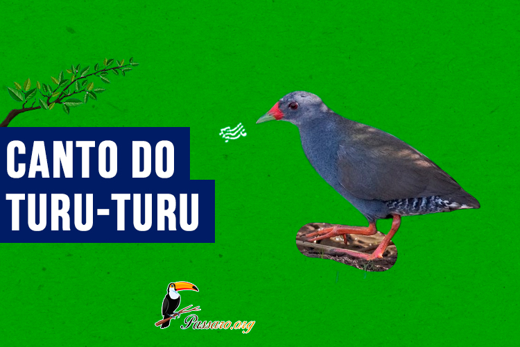 Canto do Turu-turu