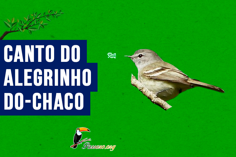 Canto do alegrinho-do-chaco