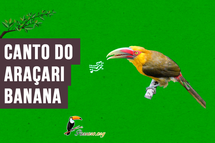 Canto do aracari-banana