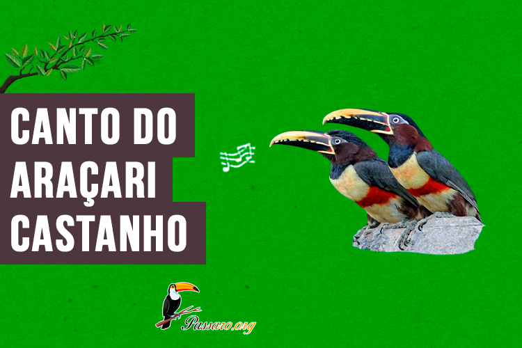 Canto do aracari-castanho