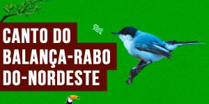 Canto do balança-rabo-do-nordeste