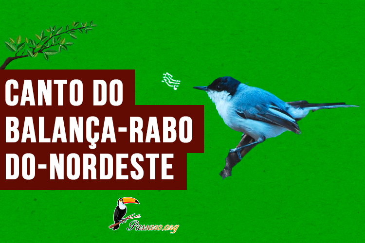 Canto do balança-rabo-do-nordeste