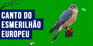 Canto do esmerilhao-europeu