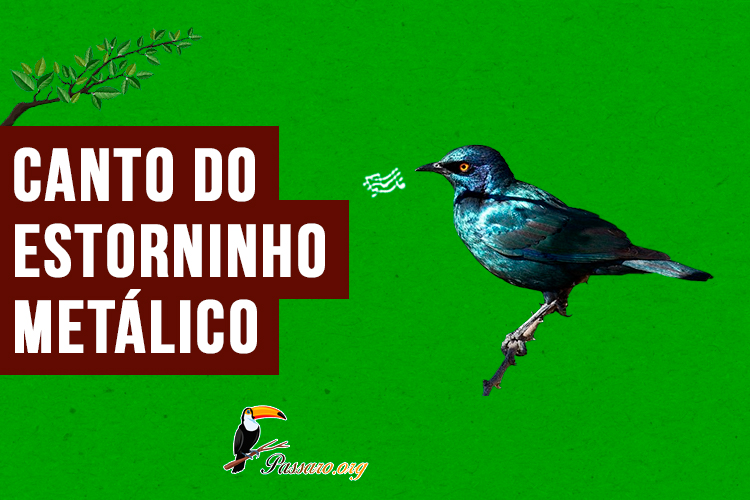 Canto do estorninho metalico