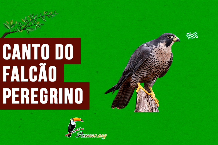 Canto do  falcao-peregrino 