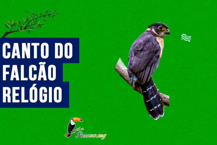 Canto do falcao-relogio