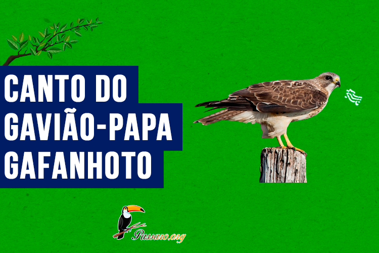 Canto do gaviao-papa-gafanhoto