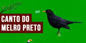 Canto do melro preto