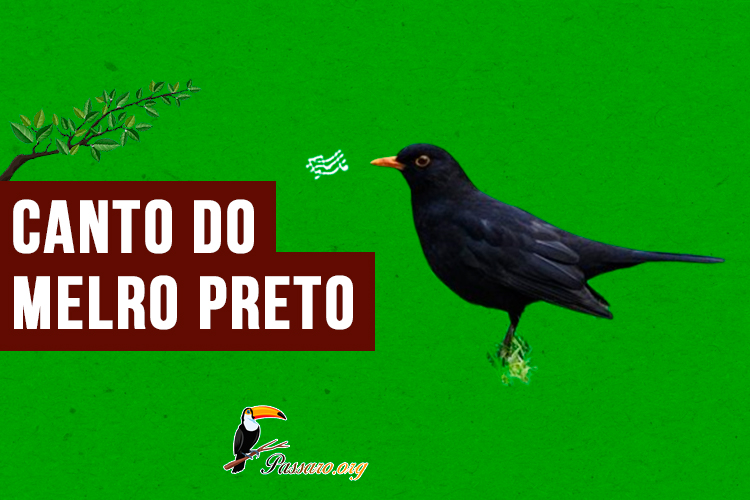 Canto do melro preto