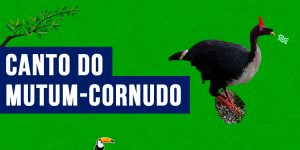 Canto do mutum-cornudo