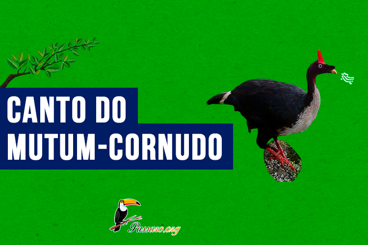 Canto do mutum-cornudo