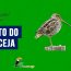 Canto do narceja