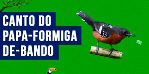 canto do papa-formiga-de-bando