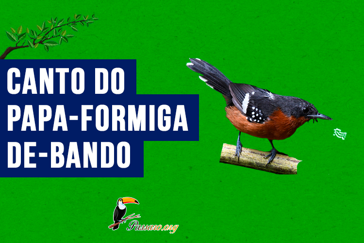 canto do papa-formiga-de-bando