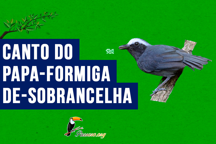 Canto do papa-formiga-de-sobrancelha