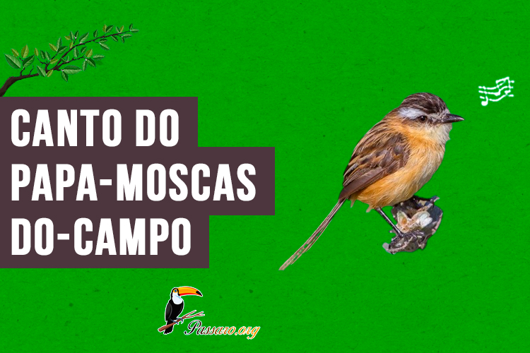 Canto do papa-moscas-do-campo 