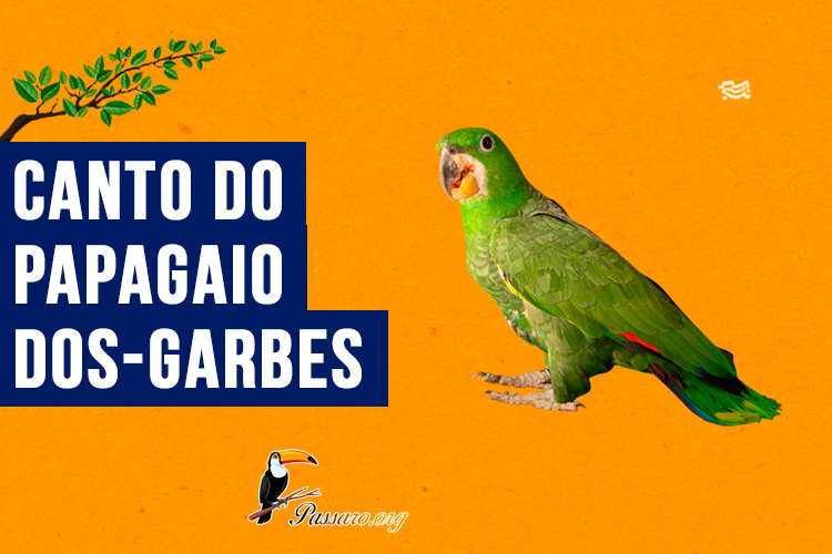 canto do papagaio-dos-garbes