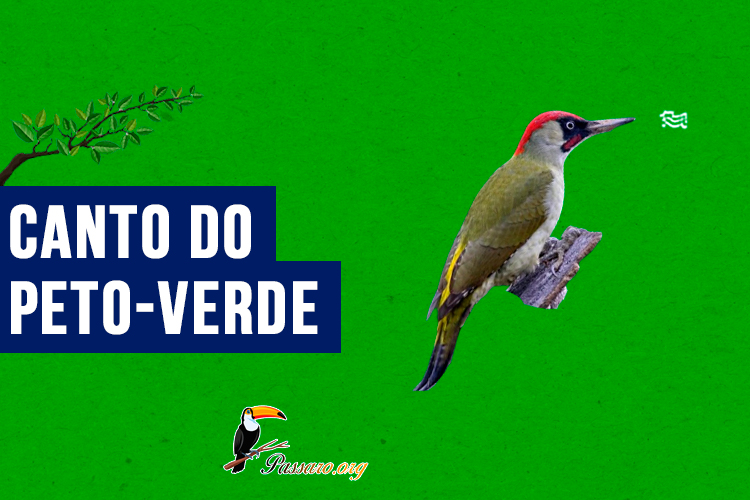 Canto do peto-verde