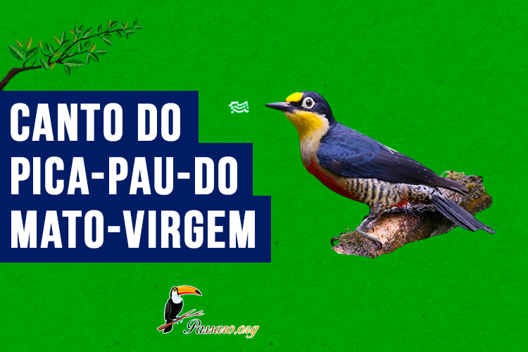 Canto do pica-pau-do-mato-virgem