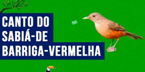 Canto do sabia-de-barriga-vermelha