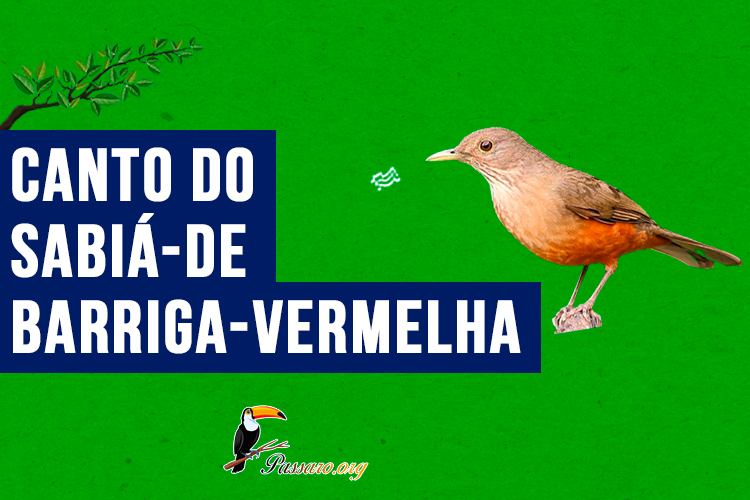 Canto do sabia-de-barriga-vermelha