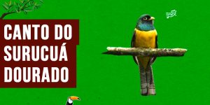 Canto do surucua-dourado 