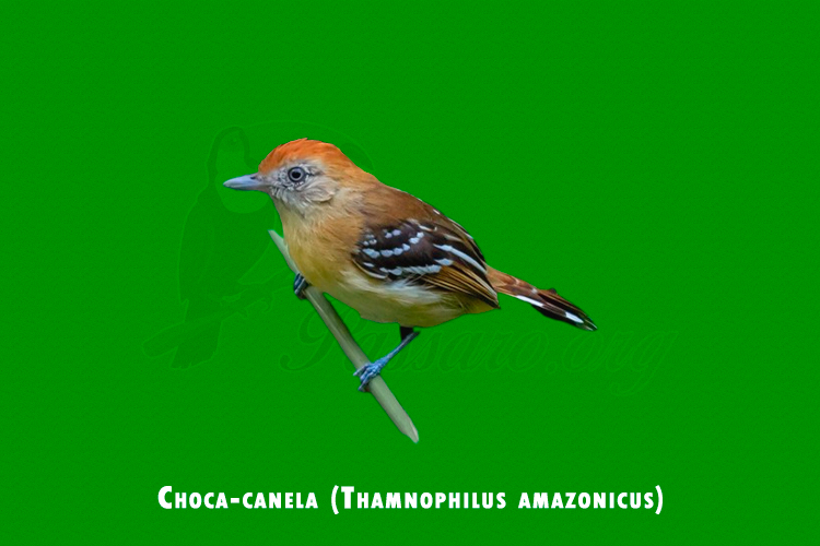 Choca-canela ( Thamnophilus amazonicus )