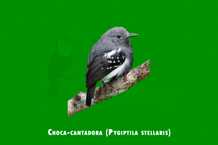 Choca-cantadora ( Pygiptila stellaris )