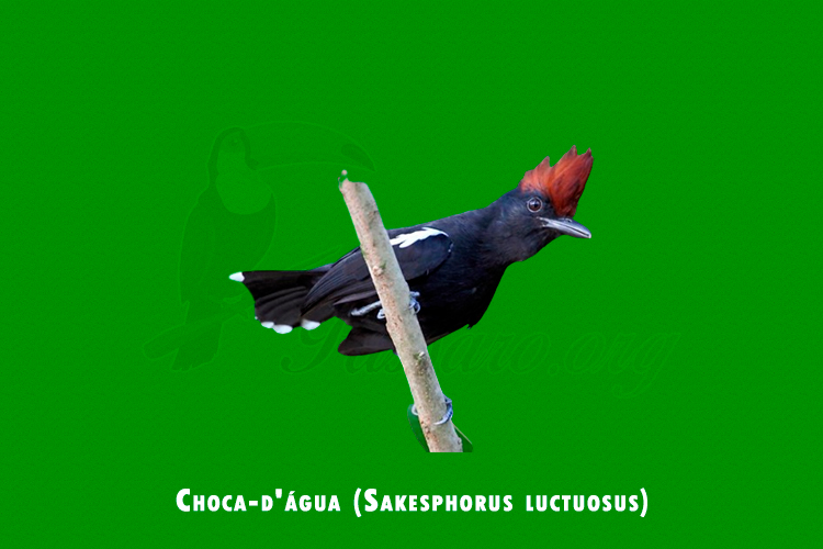 Choca-d_agua ( Sakesphorus luctuosus )