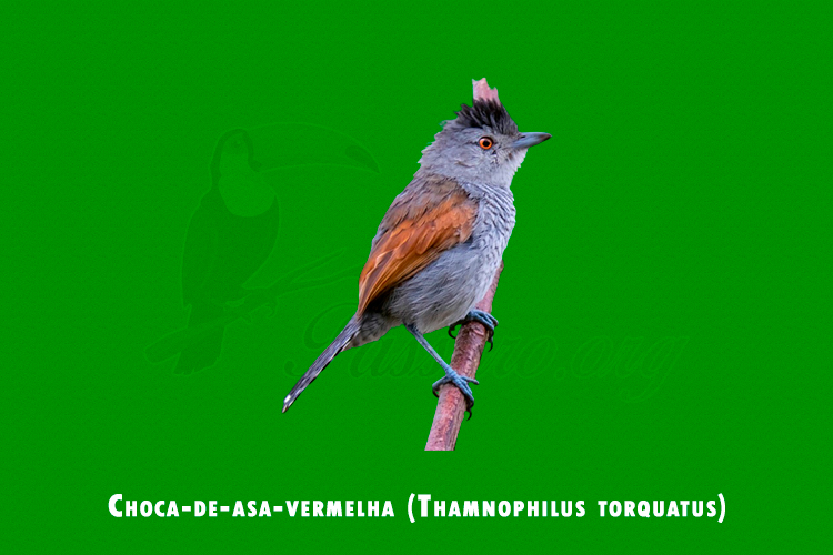 Choca-de-asa-vermelha ( Thamnophilus torquatus )
