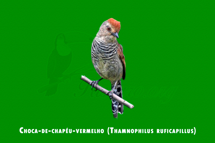 Choca-de-chapeu-vermelho ( Thamnophilus ruficapillus )