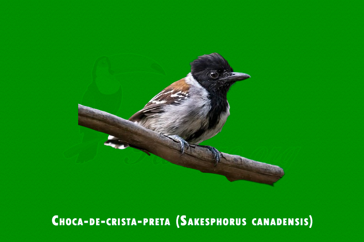 Choca-de-crista-preta ( Sakesphorus canadensis)