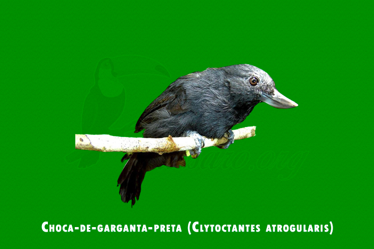 Choca-de-garganta-preta ( Clytoctantes atrogularis )
