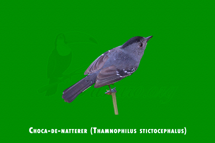 Choca-de-natterer ( Thamnophilus stictocephalus )