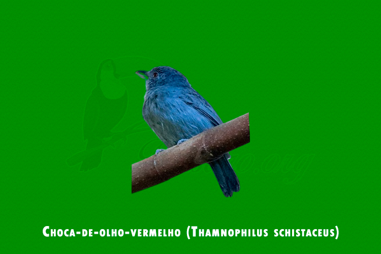 Choca-de-olho-vermelho ( Thamnophilus schistaceus )