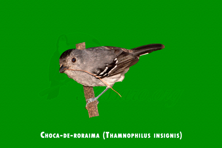 Choca-de-roraima ( Thamnophilus insignis )